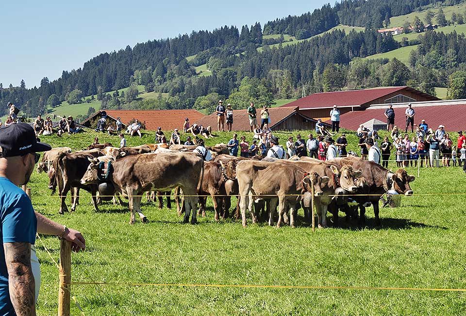 Viehscheid in Kranzegg