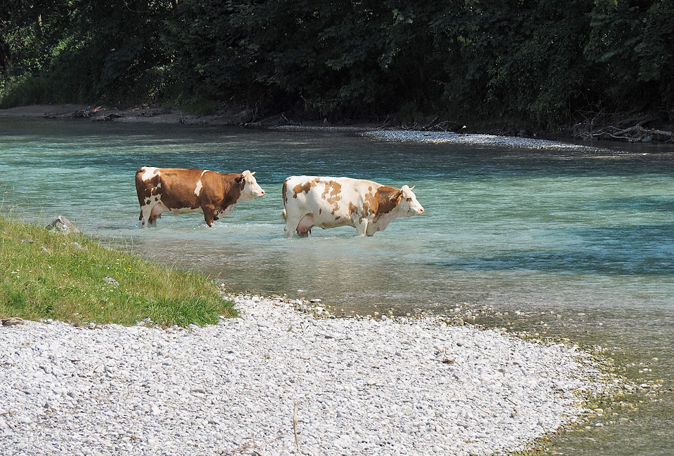 Badeglück für Kühe
