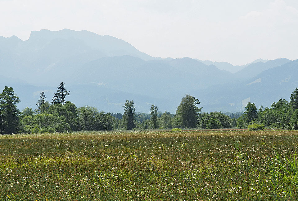 Sumpfwiesen an der Gaißach