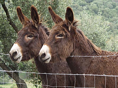 Esel im Doppelpack