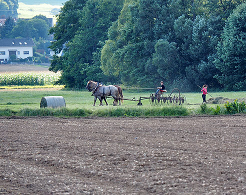 Arbeit mit dem Pferdegespann