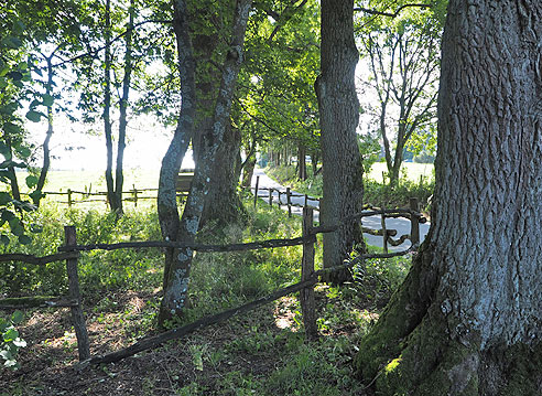 

Radweg in einer Baumallee