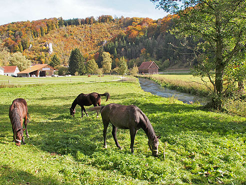 Pferdeweiden im Lauteral