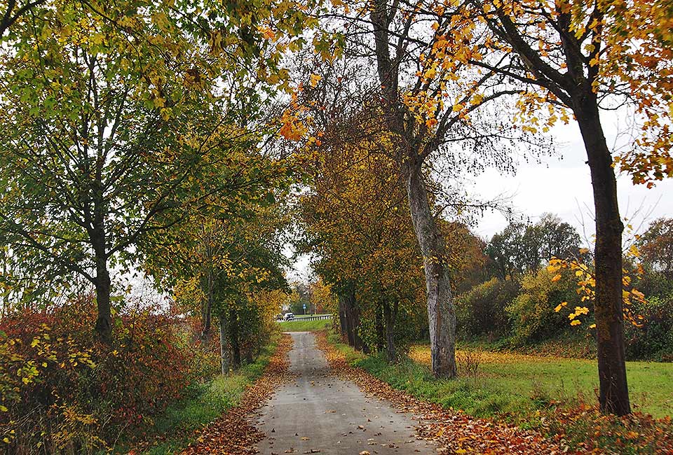 Auf einer Allee auf der alten Straße