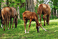 Fohlenweide