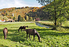 Pferdeweiden im Lautertal