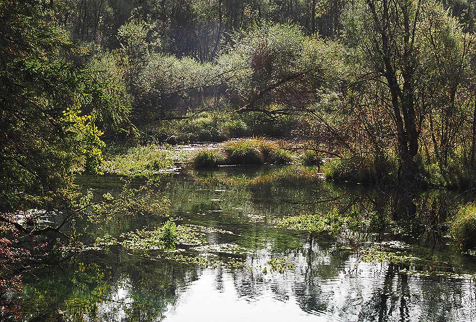 Schöne Naturetappe im Wald Schöne Naturetappe im Wald