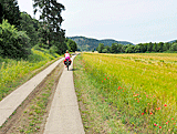 Radweg am Wald entlang