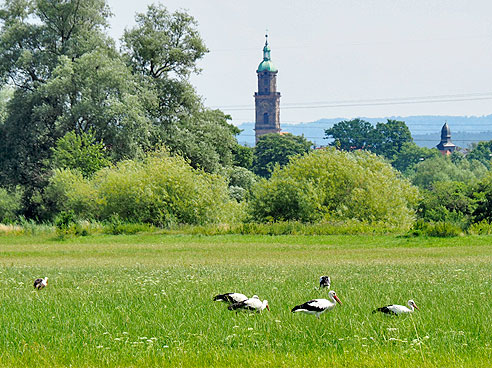 Blick auf Erlangen