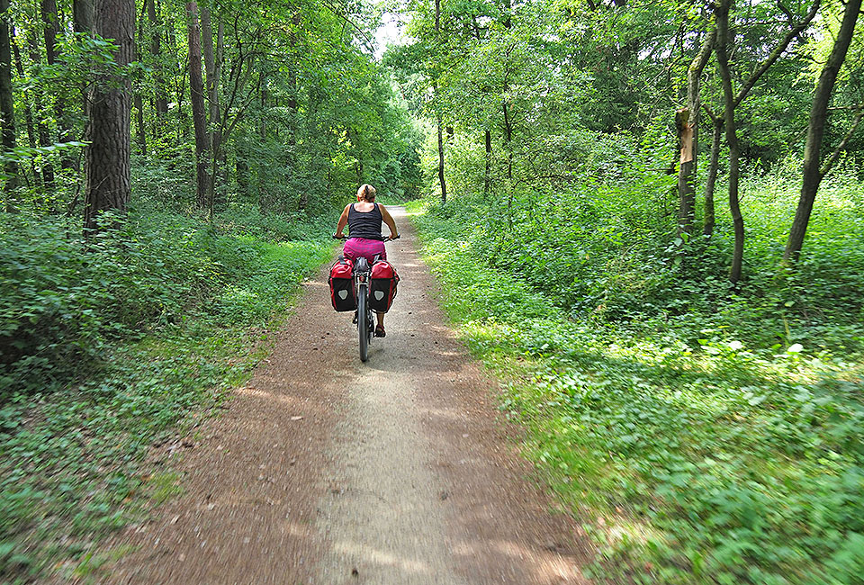 Waldweg nach Erlach