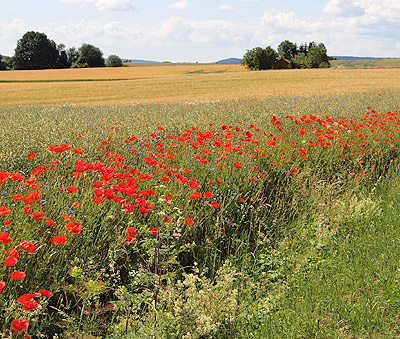 Farbenpracht auf den Feldern