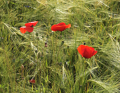 Klatschmohn in den Feldern