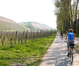 Weinberge bei Randersacker