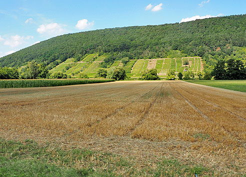 Weinbau im Maintal
