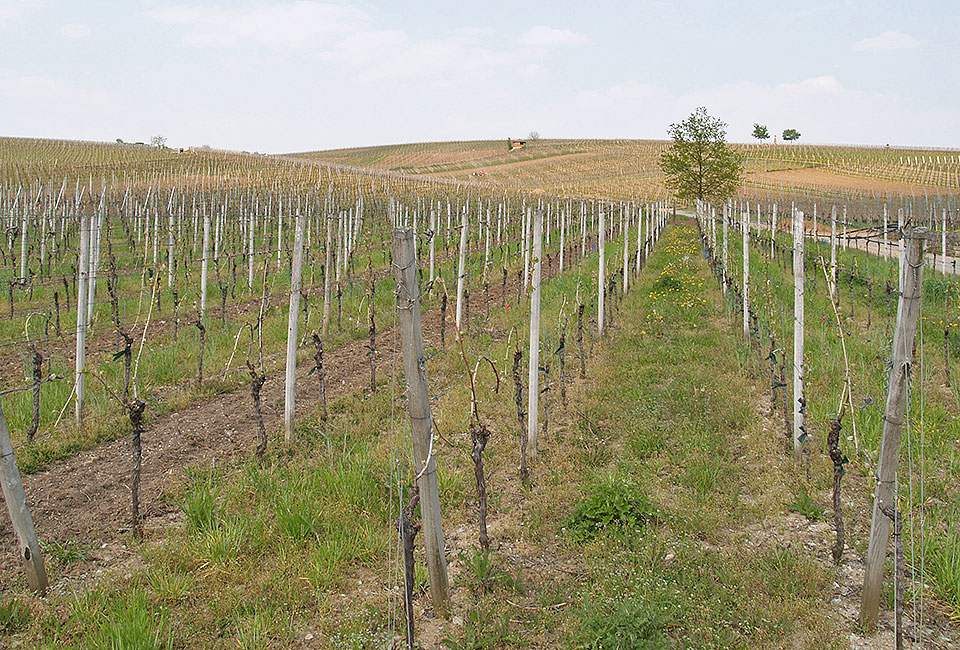 Rebhänge am Kreuzberg