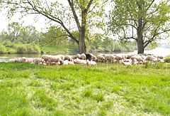 Schafe in den Mainauen