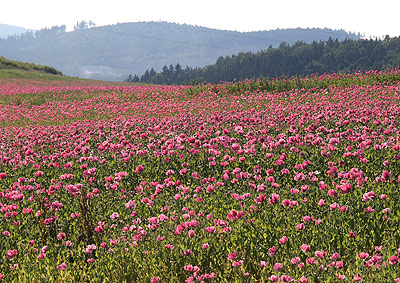 Mohnfelder oberhalb der Moldau