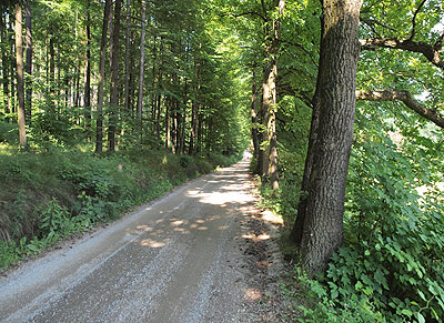 Auf dem Waldweg geht es weiter