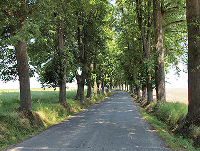 Kilometerlange Allee