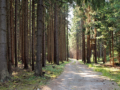 Einsamer Waldweg