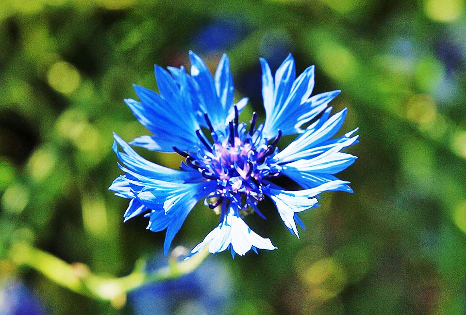 Kornblume
