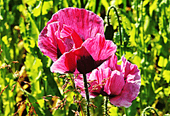 Mohnblüten