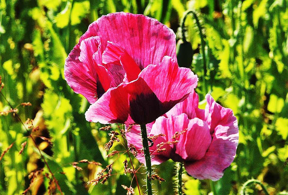 Mohnblüten