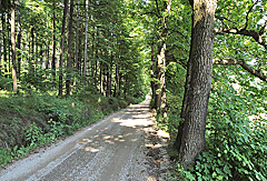 Auf dem Waldweg geht es weiter