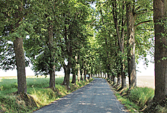 Kilometerlange Allee