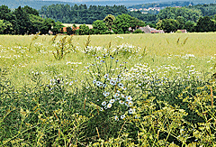 Naturbelassene Felder