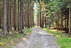 Einsamer Waldweg