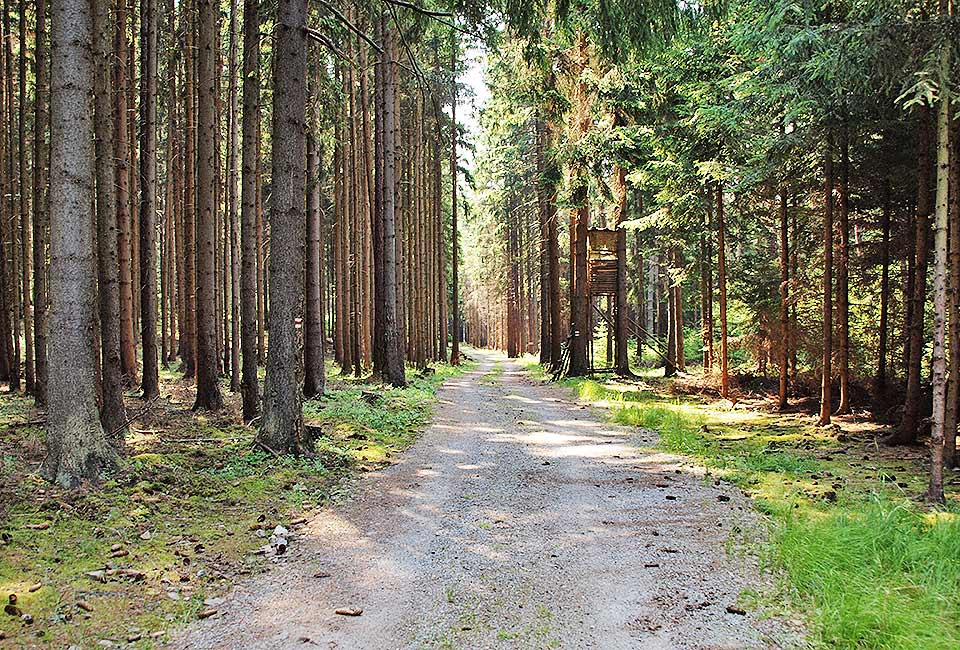 Einsamer Waldweg