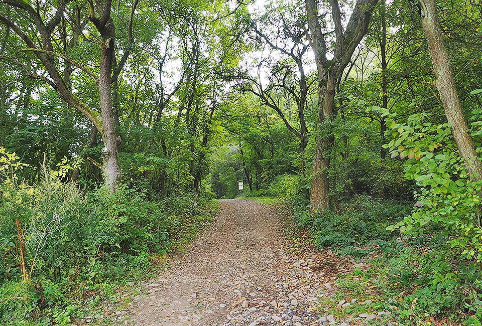 Alternativradweg durch den Wald