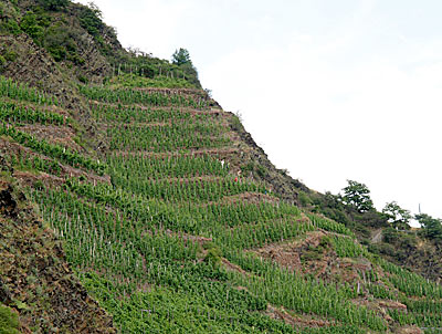 Steilster Weinberg der Welt: Der Calmont in Ediger-Eller