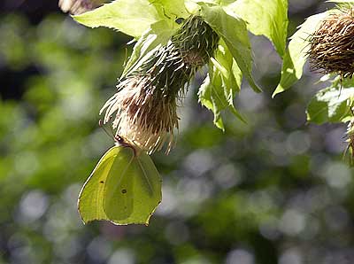 Falter - perfekt getarnt