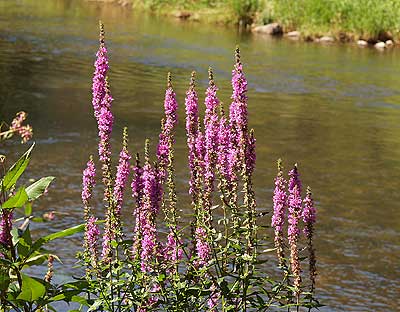 Farbenfrohe Pflanzen