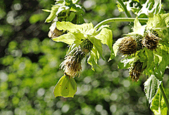 Falter - perfekt getarnt