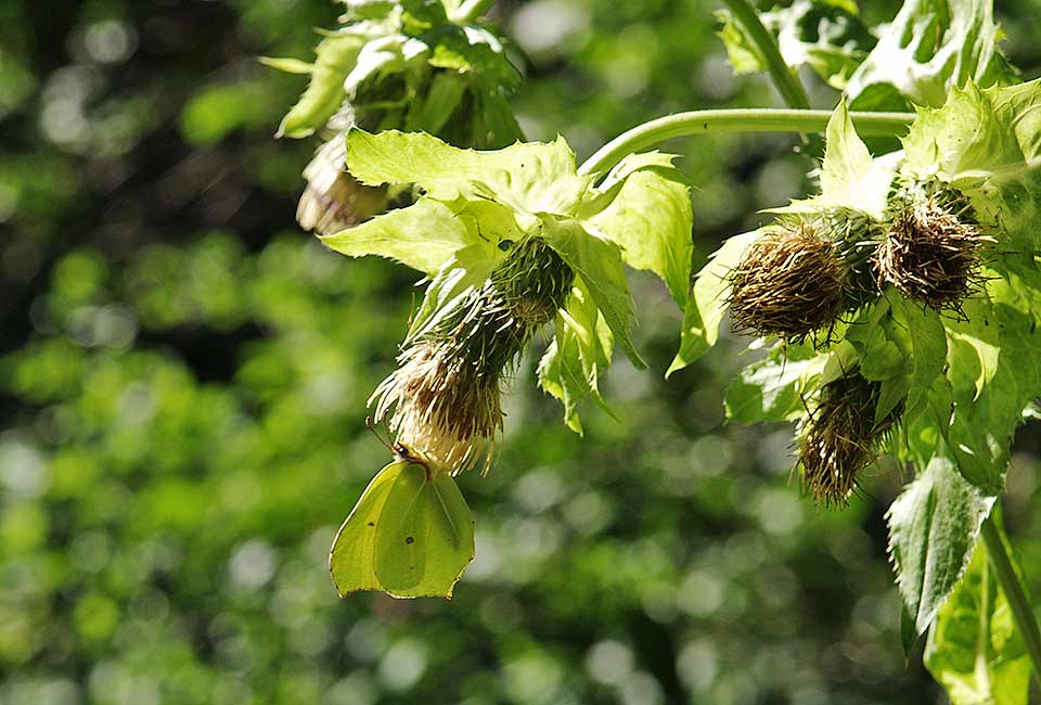 Falter - perfekt getarnt