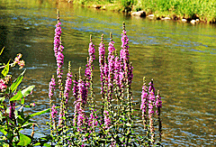 Farbenfrohe Pflanzen