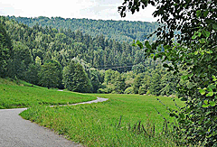 Der Radweg führt in den Wald
