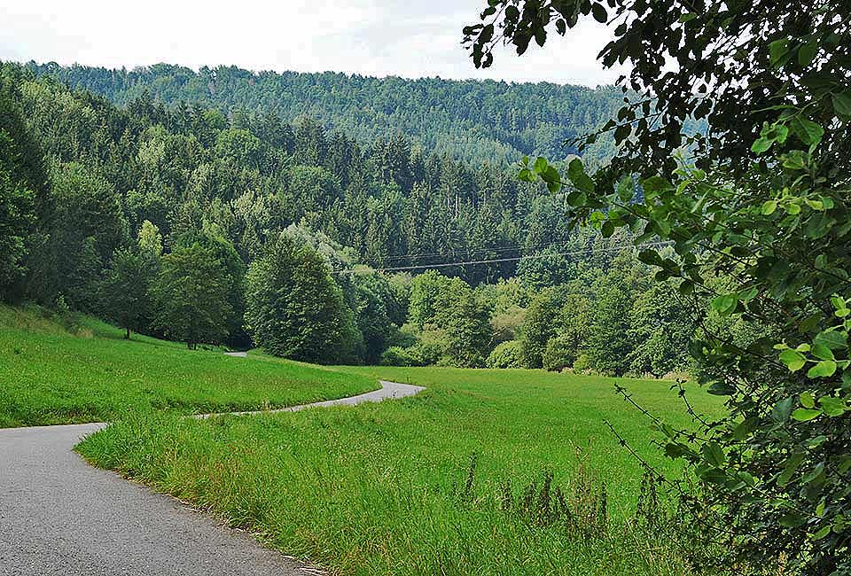 Der Radweg führt in den Wald