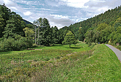Schwarzwald pur
