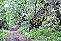 Märchenwald