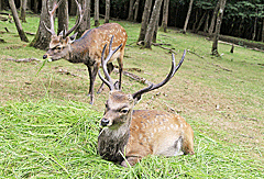 Wildpark