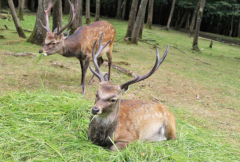 Wildpark