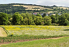 Ruine der Kyrburg