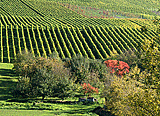 Weinberge bei Kleinbottwar