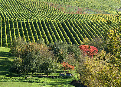 Weinhänge bei Kleinbottwar