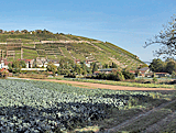 Blick auf die Weinberge