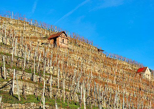 Weinberge bei Mühlhausen